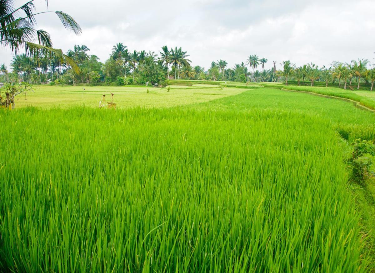 Dina Cottage Ubud Екстер'єр фото